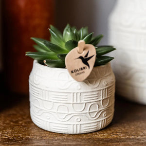 Echeveria Miranda Everspring