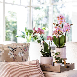 Roze Phalaenopsis-orchidee in witte potten van Everspring op houten dienblad in lichte woonkamer