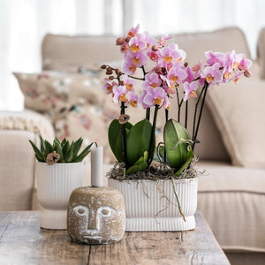 Everspring diabolo twin sierpot wit met roze orchideeën en groene bladeren op houten tafel