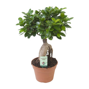 Ficus Ginseng kopen bij Everspring in terracotta pot met volle groene bladeren