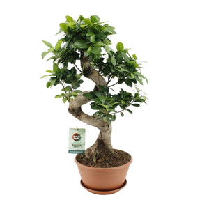 Ficus Ginseng kopen - Everspring bonsaiboom in terracotta pot met groene bladeren