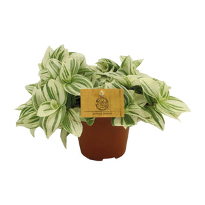 Everspring Jungle Jewels plant met decoratieve groen-witte bladeren in een bruine pot