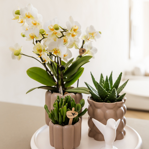 Everspring keramische bloempot retro stijl met witte orchidee en vetplanten op een witte schaal