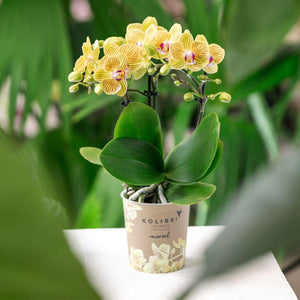 Everspring gele orchidee plant in decoratieve pot met groene bladeren voor binnenhuisdecoratie