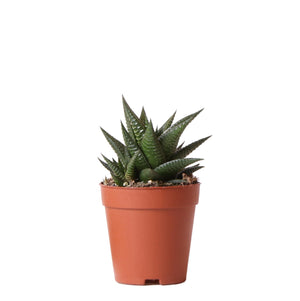 Haworthia Limifolia - Myosotis Plants