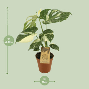 Everspring Monstera Variegata kamerplant in terracotta pot 40-50 cm hoog met groene en witte bladeren