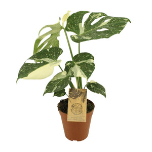 Everspring Monstera Variegata kamerplant met groene en witte bladeren in terracotta pot