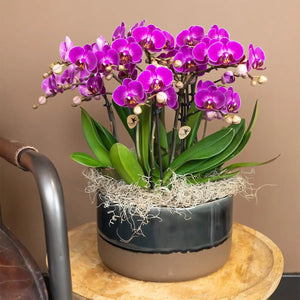 Paarse phalaenopsis orchidee kopen in een moderne Everspring bloempot met groene bladeren