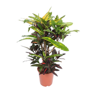 Everspring kamerplant met groen en rood blad in plastieken pot ideaal voor interieurdecoratie