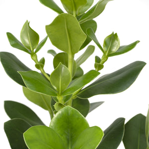 Everspring Clusia Rosea Princess kamerplant met glanzende groene bladeren voor binnen