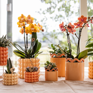 Everspring Poppy sierpot perzik met verschillende maten en orchideeën binnen op tafel