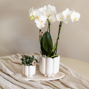 Everspring retro sierpot wit met orchidee en vetplant in witte decoratieve potten