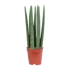 Sansevieria kopen bij Everspring, groene decoratieve plant met lange smalle bladeren in bruine pot