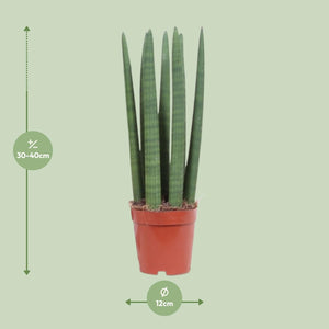 Everspring Sansevieria kopen plant in pot van 12 cm hoogte tussen 30 en 40 cm groen