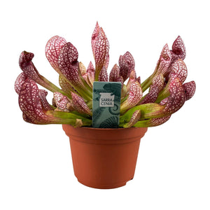 Everspring Sarracenia vleesetende plant in bruine pot met roodgroene buisvormige bladeren
