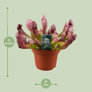 Everspring Sarracenia plant in pot van 12 cm met roodgroene buisvormige bladeren van 30 tot 40 cm hoog