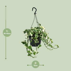 Scindapsus N’Joy kopen hangplant met groene en witte bladeren in zwarte pot van Everspring