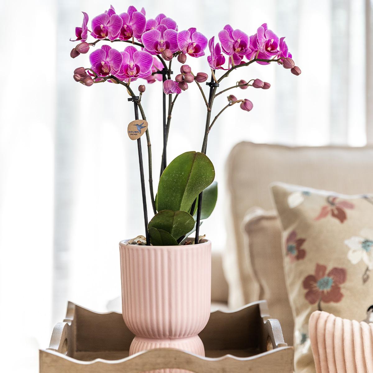 Roze paarse phalaenopsis orchidee El Salvador + Diabolo pink - potmaat Ø9cm