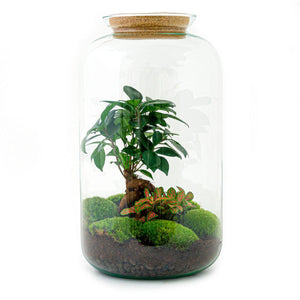 DIY terrarium - Sven Bonsai - ↕ 43 cm - Normal Everspring