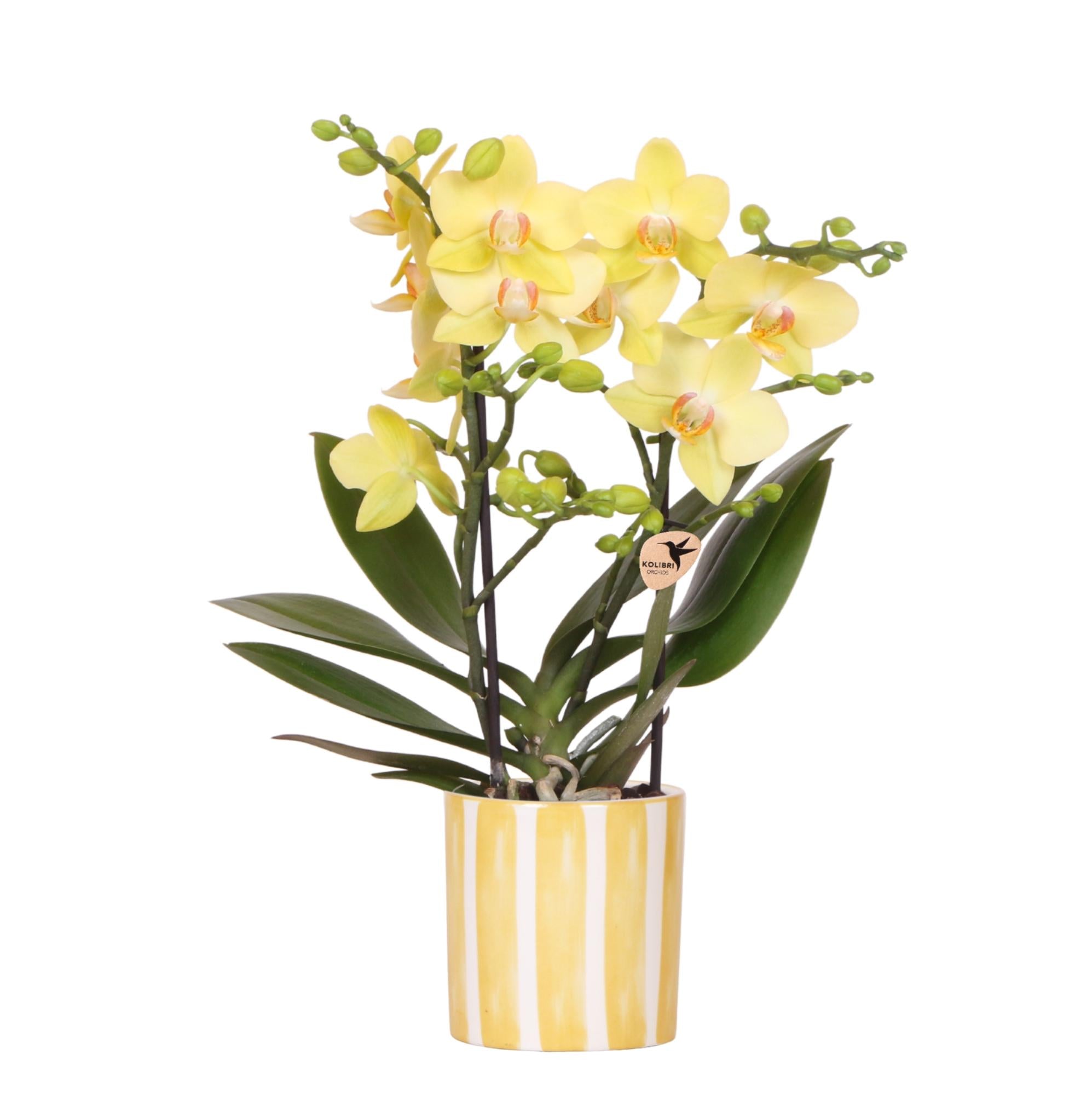 Gele Phalaenopsis orchidee - Albenga + Painted Stripe pot yellow - potmaat Ø9cm