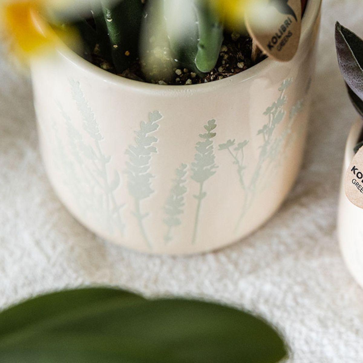 Gele orchidee Albenga + Floral sierpot lichtblauw - potmaat Ø9cm