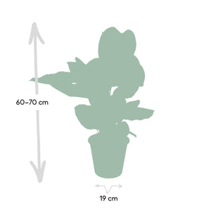 Pauwenplant - Calathea Ornata - Ø19cm - ↕75cm Everspring