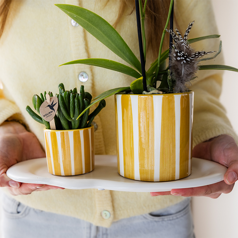 Gele Phalaenopsis orchidee - Albenga + Painted Stripe pot yellow - potmaat Ø9cm