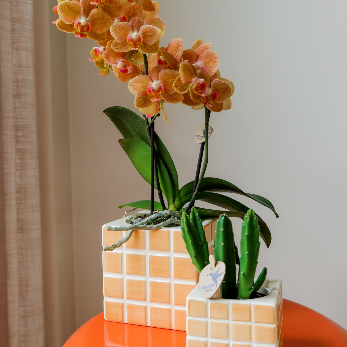 Mosa sierpot - Oranje Everspring