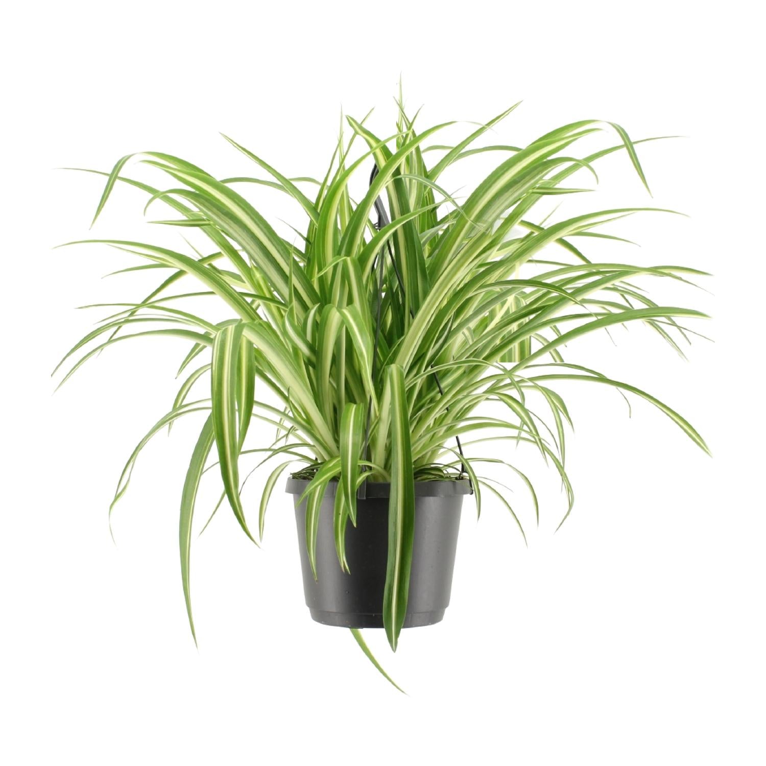 Graslelie - Chlorophytum Comosum Variegatum - Ø17cm - ↕30cm Everspring