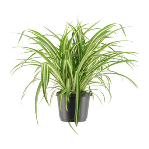 Graslelie - Chlorophytum Comosum Variegatum - Ø17cm - ↕30cm Everspring