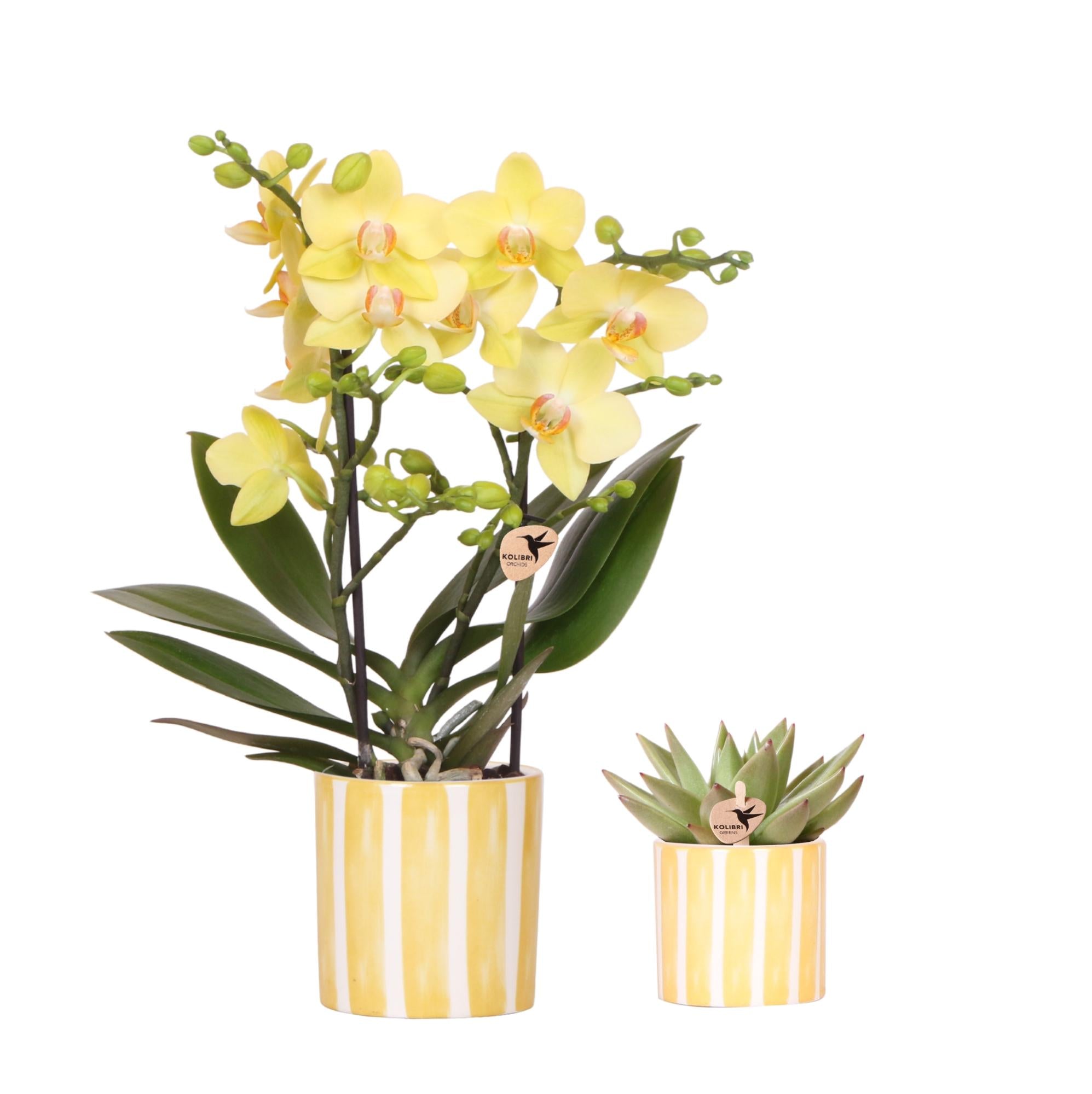 Set van gele orchidee Albenga en succulent in Painted Stripe sierpot - potmaat Ø9cm & Ø6cm