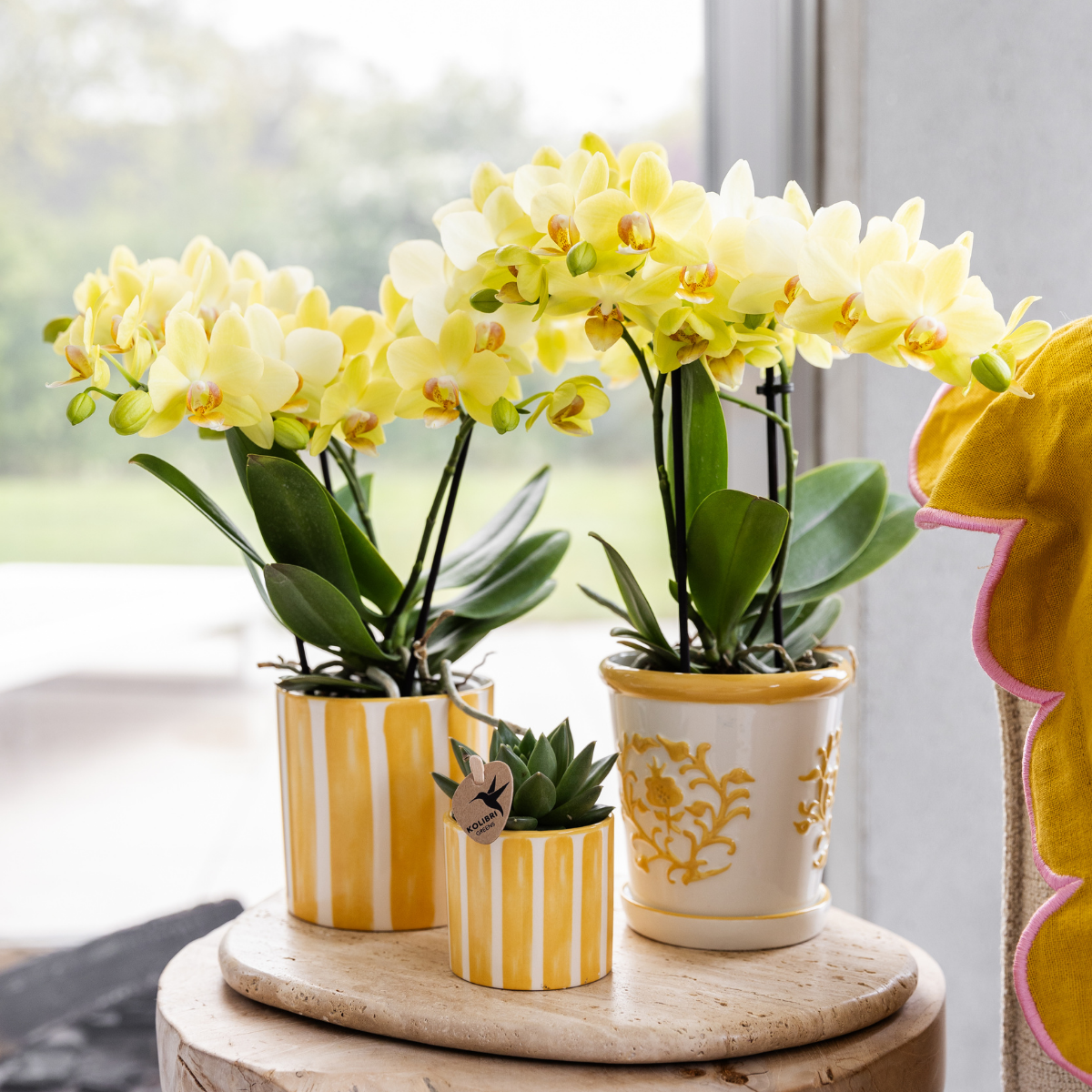 Gele orchidee Albenga + Malaga sierpot geel - potmaat Ø9cm