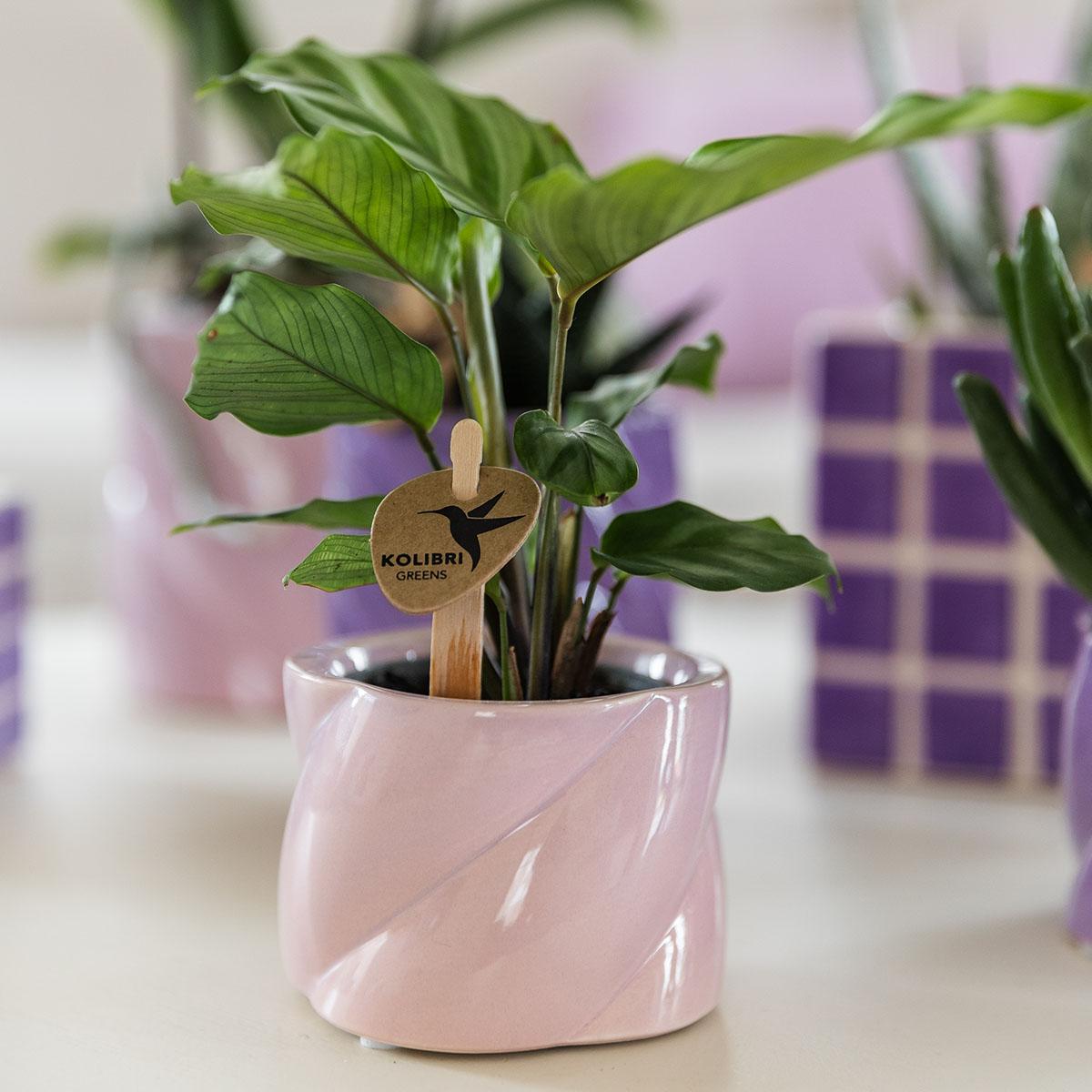 Candy sierpot laag - Roze Everspring