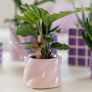 Candy sierpot laag - Roze Everspring