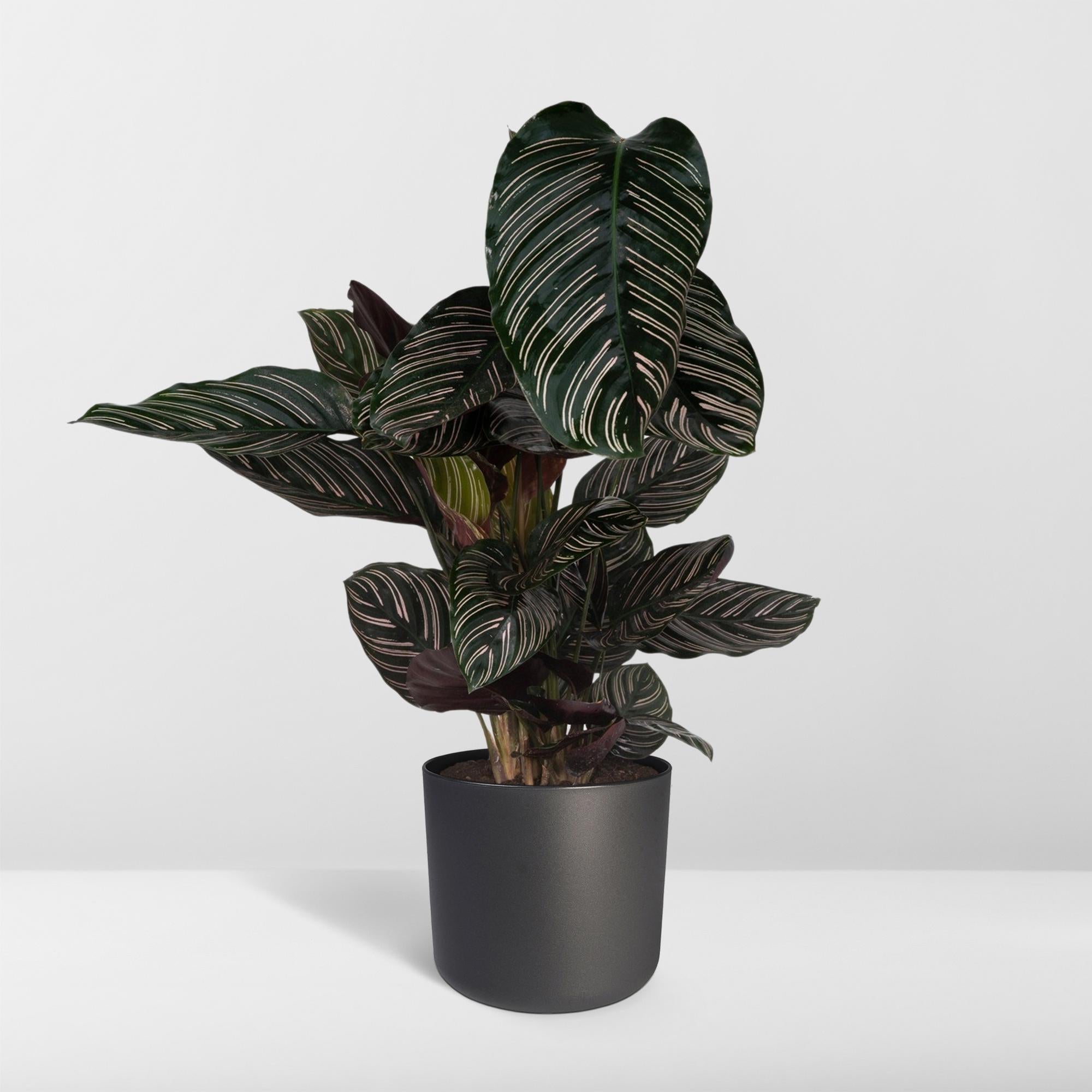 Pauwenplant - Calathea Ornata - Ø19cm - ↕75cm Everspring