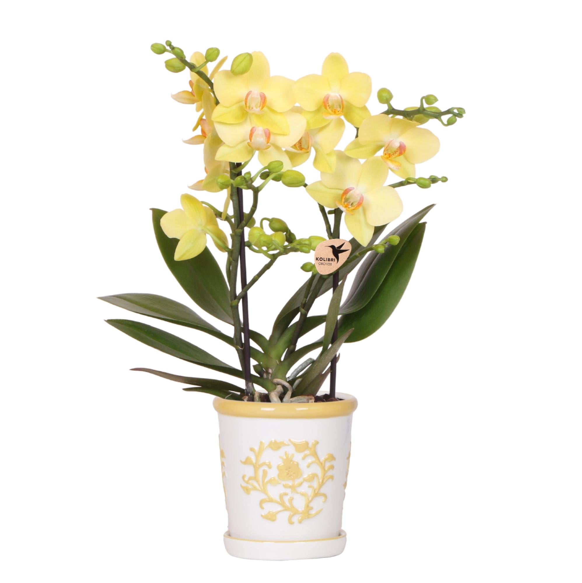 Gele orchidee Albenga + Malaga sierpot geel - potmaat Ø9cm
