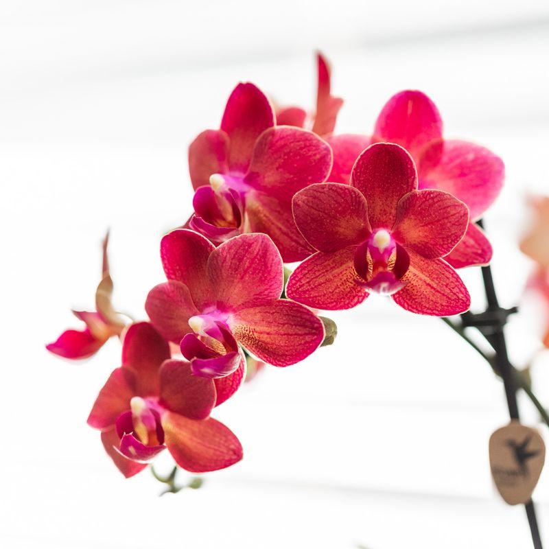 Rode Phalaenopsis orchidee Congo + Gummy pot travertine – potmaat Ø9cm
