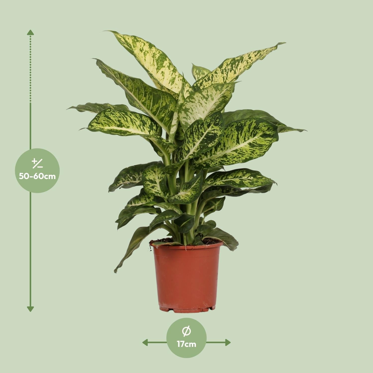 Dief van Bagdad - Dieffenbachia Mars - Ø17cm - ↕50cm Everspring