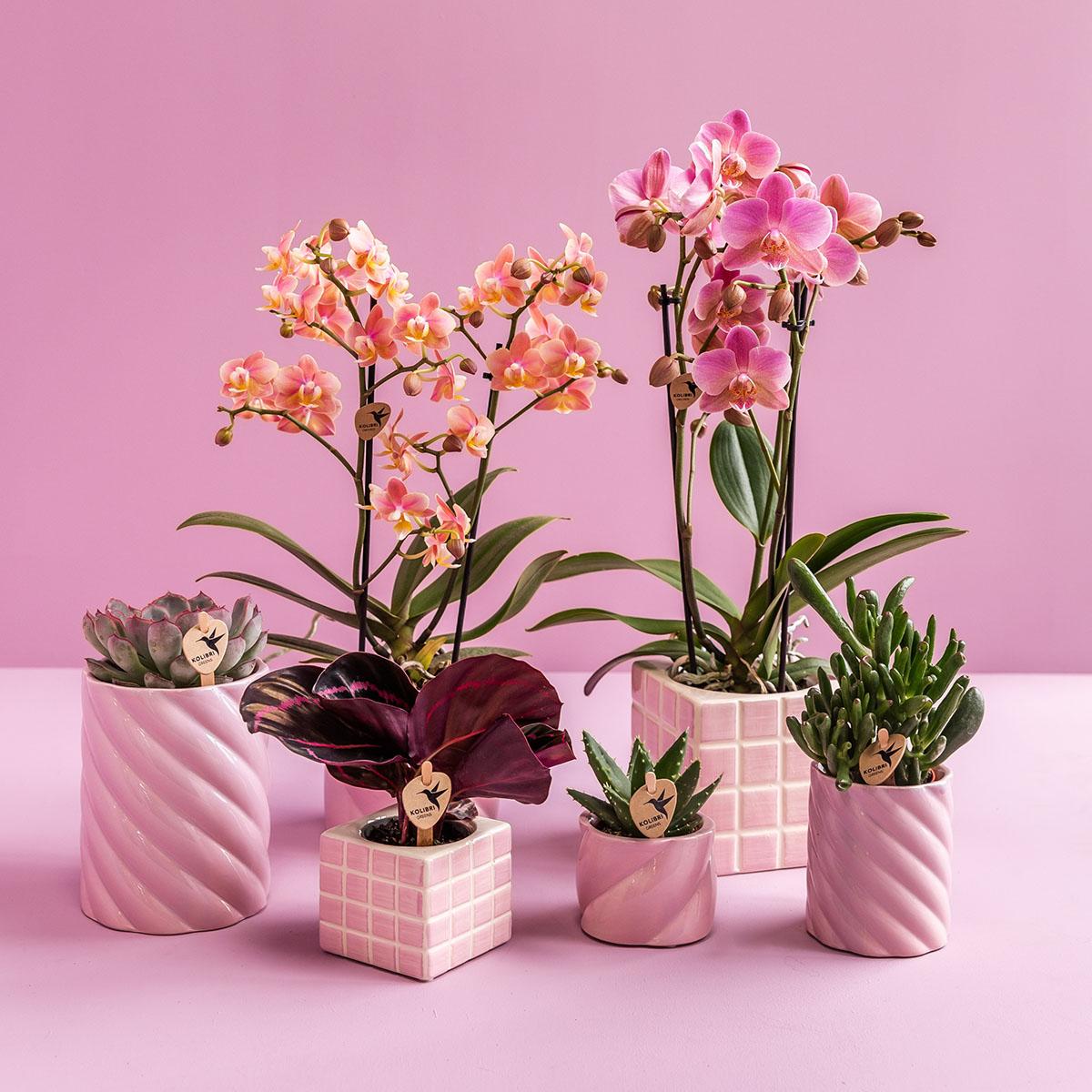 Candy sierpot laag - Roze Everspring