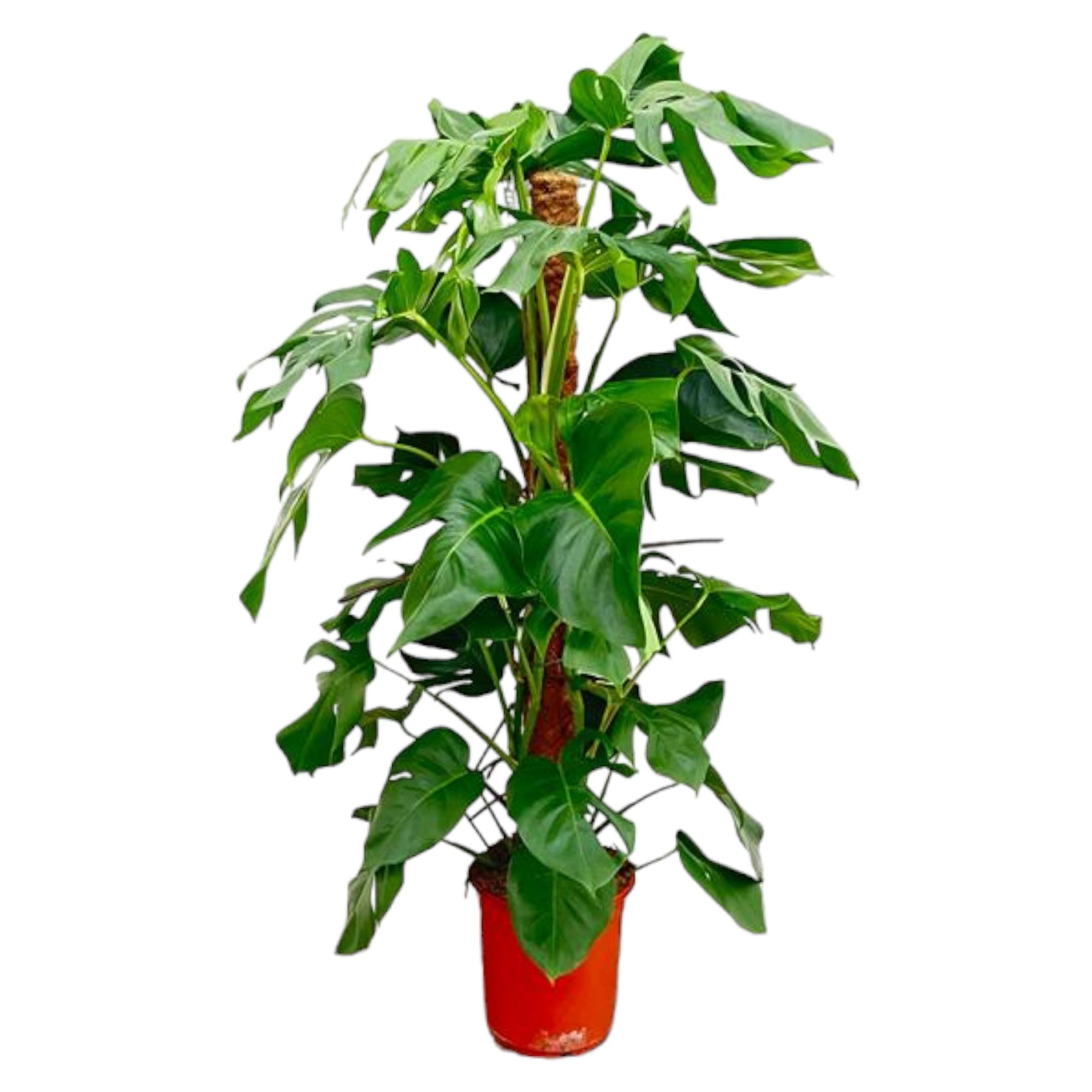 Gatenplant - Monstera Pertusum - Ø24 cm - ↕120 cm Everspring