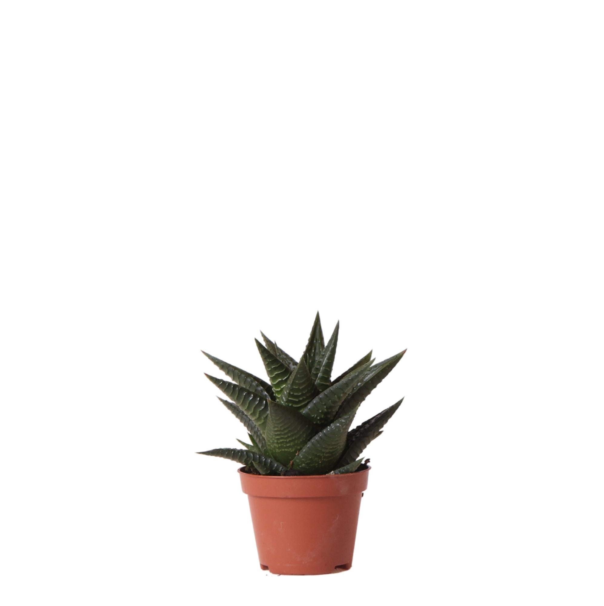 Haworthia Limifolia Everspring