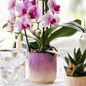 Gradience sierpot  - Roze Everspring