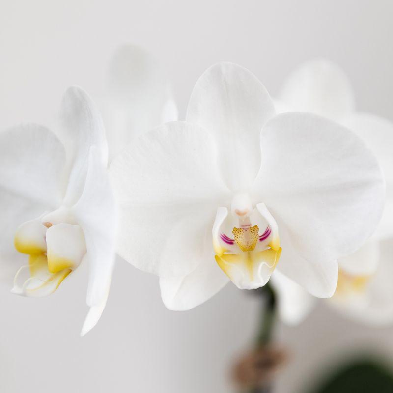 Set van witte Phalaenopsis orchidee Amabilis en Succulent Crassula Hobbit in Painted Stripe pot blauw - potmaat Ø9cm + Ø6cm