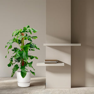 Gatenplant - Monstera Pertusum - Ø24 cm - ↕120 cm Everspring