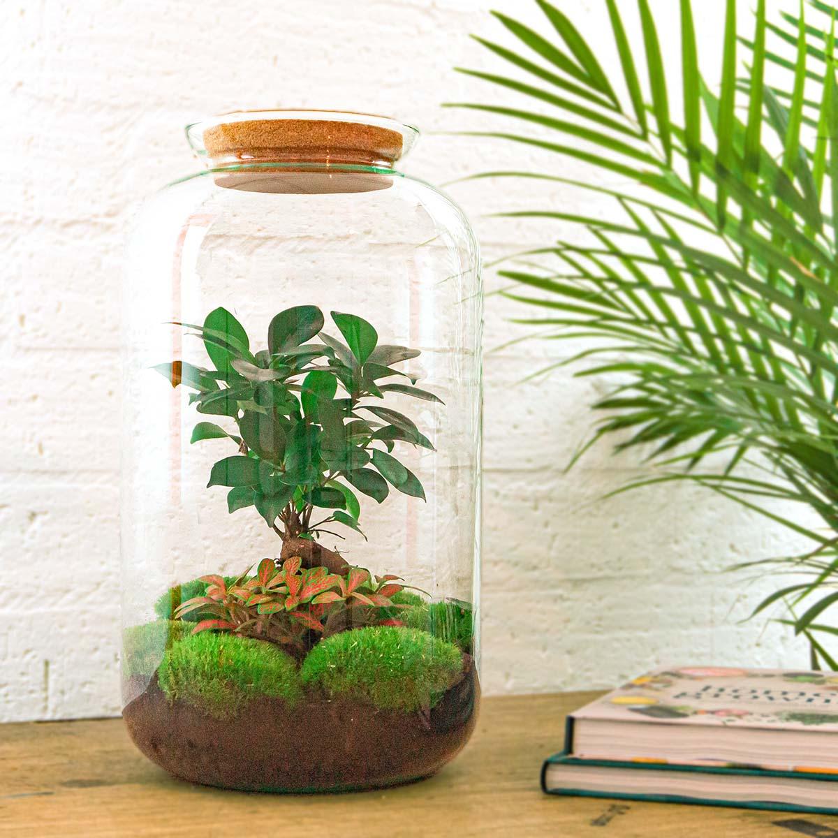 DIY terrarium - Sven Bonsai - ↕ 43 cm - Normal Everspring