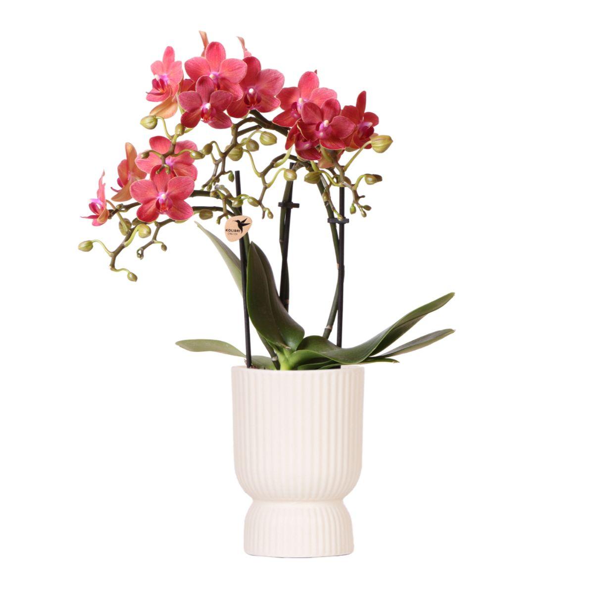 Rode Phalaenopsis orchidee Congo + Diabolo travertine - potmaat Ø9cm