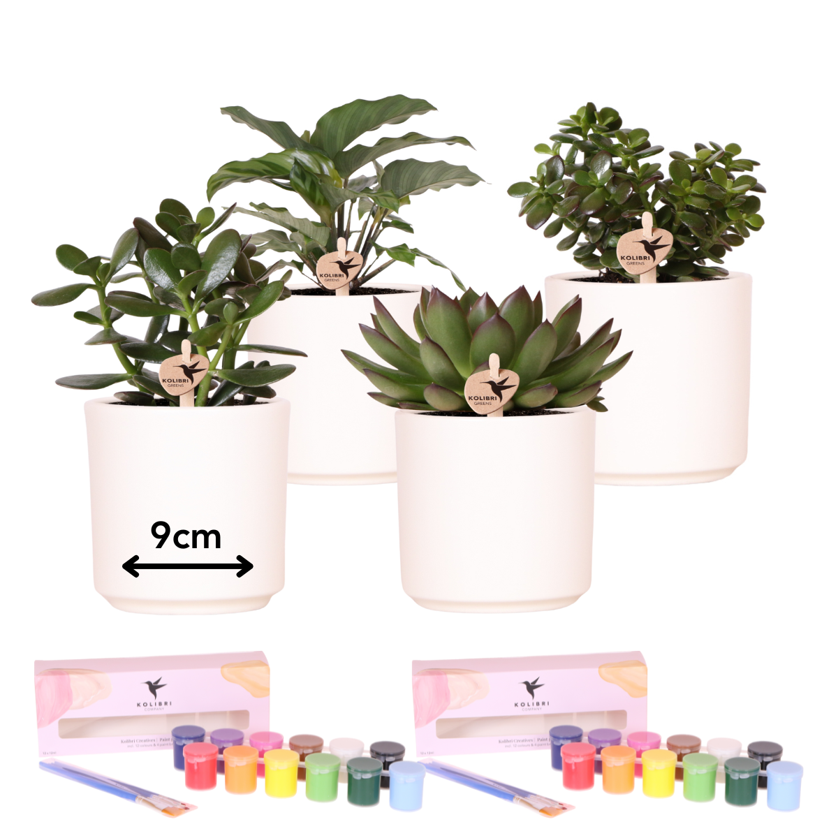 Verfpakket voor het schilderen van bloempotten + succulenten