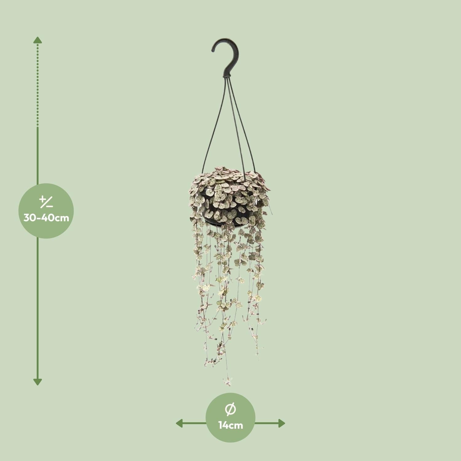 Chinees Lantaarnplantje - Ceropegia Woodii - Ø14cm - ↕38cm Everspring