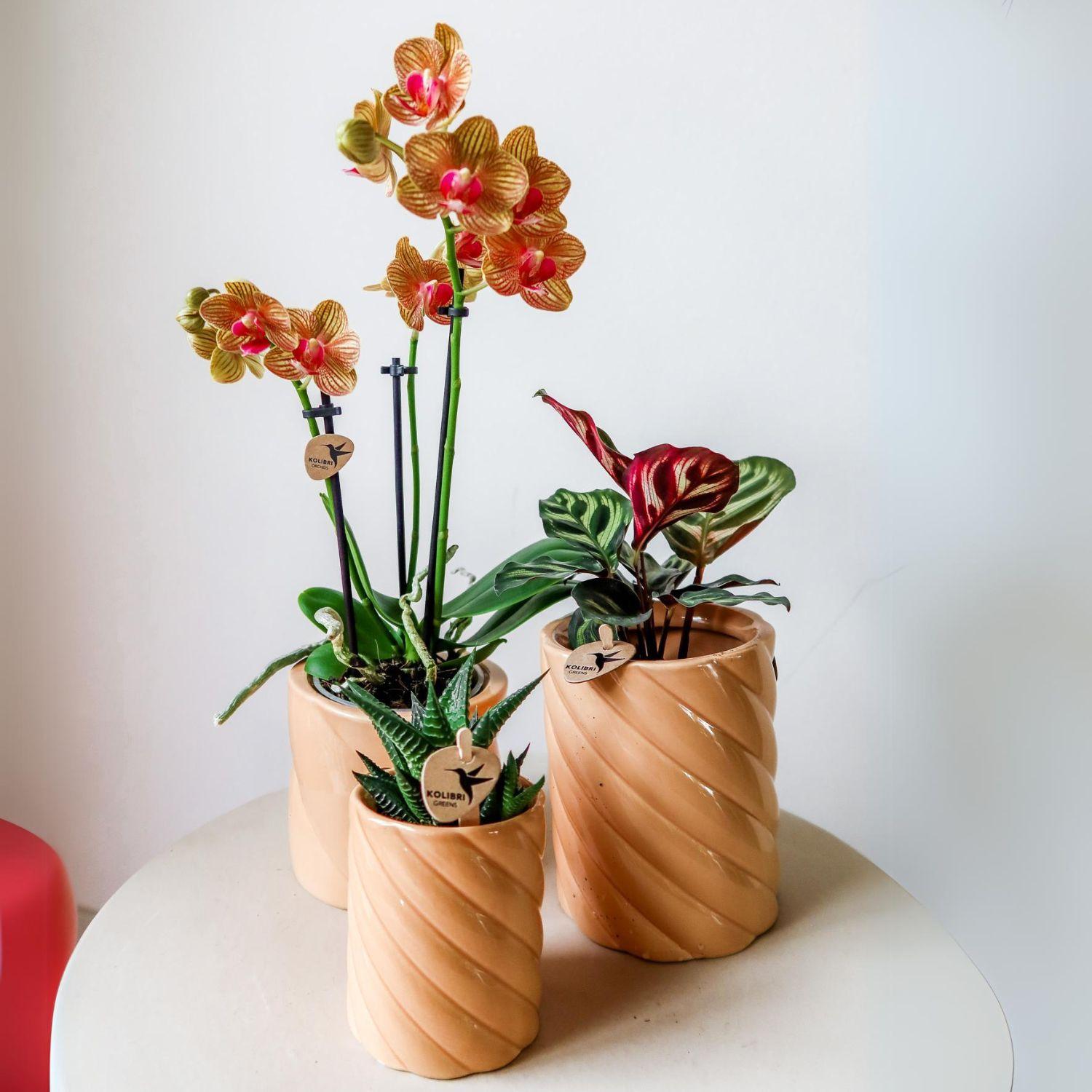 Candy sierpot hoog - Perzik Everspring