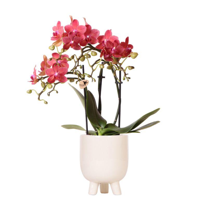 Rode Phalaenopsis orchidee Congo + Gummy pot travertine – potmaat Ø9cm